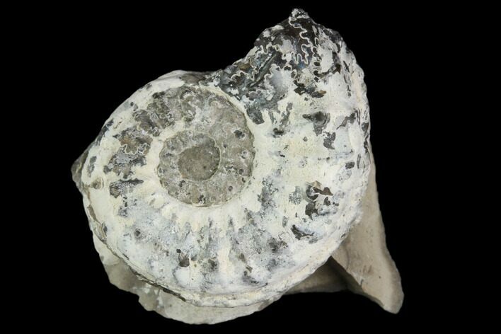 Ammonite (Pleuroceras) Fossil - Germany #125411